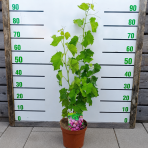 Vinič hroznorodý (Vitis vinifera) ‘SOUVIGNIER GRIS’– výška 70-90 cm, kont. C3L